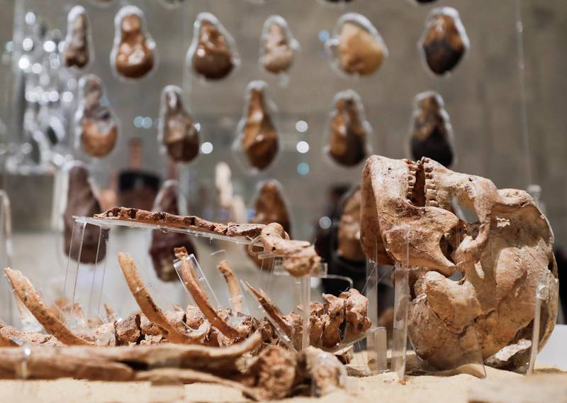 This 35,000-year-old skeleton is just one of the fascinating exhibits on show. Reuters