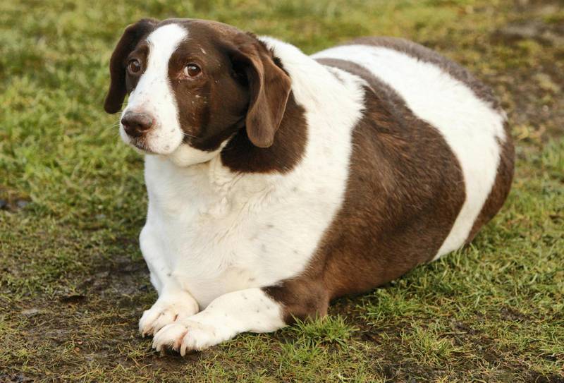Patch the overweight dog, at the Dogs Trust in Glasgow.