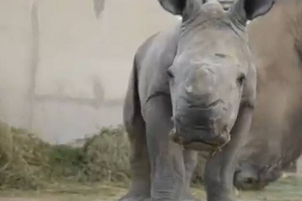 Rare southern white rhino born in Sharjah