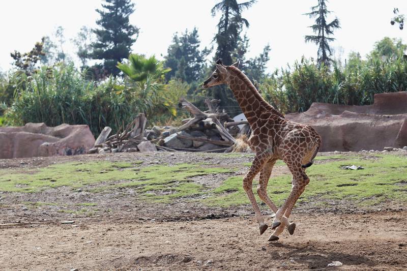 A baby giraffe runs in the sun. Reuters