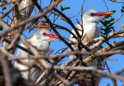 The roadside tree has been popular hangout for birds for many years. Photo: Victor Besa