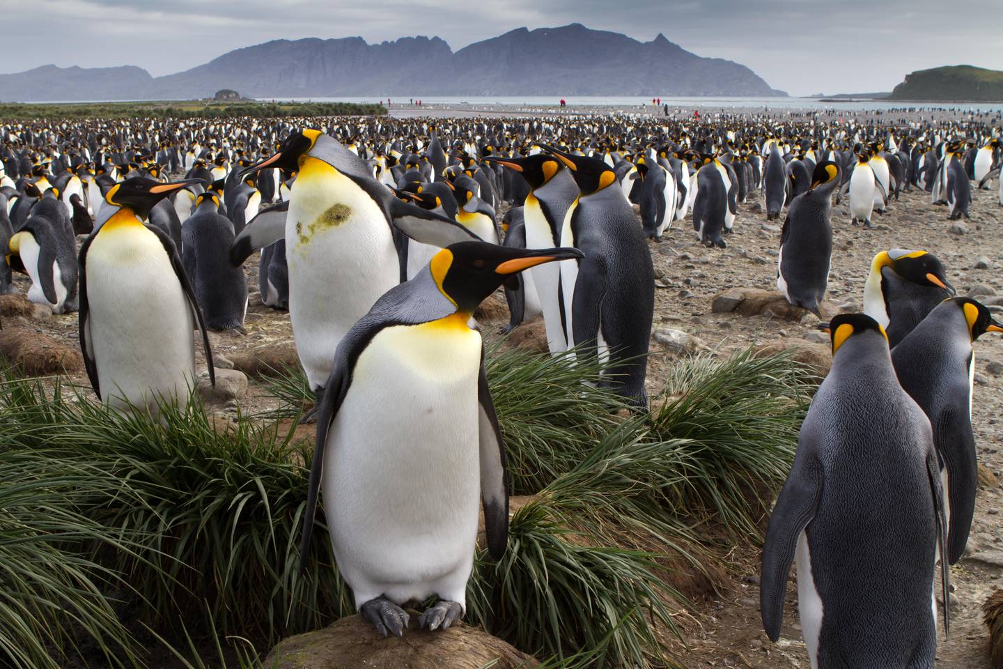 15 Mar 2011, South Georgia Island, South Georgia and the South Sandwich Islands, Antarctica --- The King penguin, Aptenodytes patagonicus, colony on Salisbury Plain --- Image by © Kent Kobersteen/National Geographic Society/Corbis *** Local Caption ***  UT26SE-TOP10-SGEORGIA02.jpg