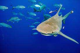 A lemon shark. The species can be found in the Arabian Gulf. AFP