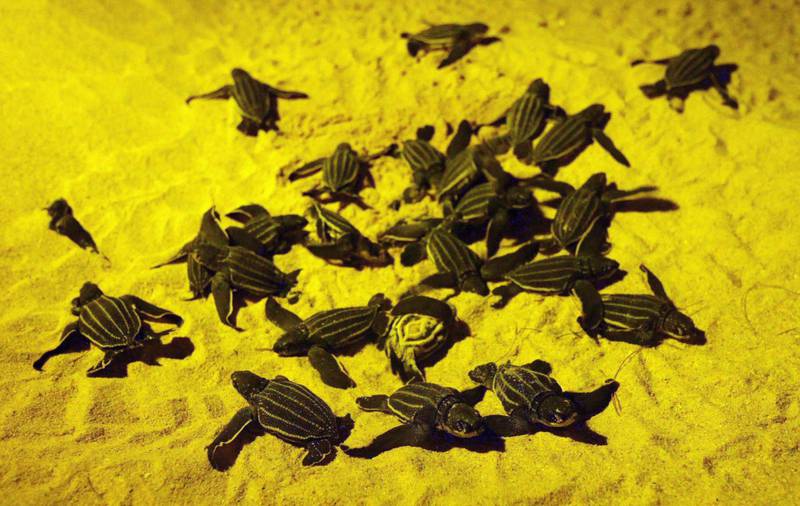 Newly-hatched babies leatherback sea turtles are seen before making its way into a sea for the first time at a beach in Phanga Nga district, Thailand, March 27, 2020. Picture taken March 27, 2020. REUTERS/Mongkhonsawat Leungvorapan NO RESALES. NO ARCHIVES