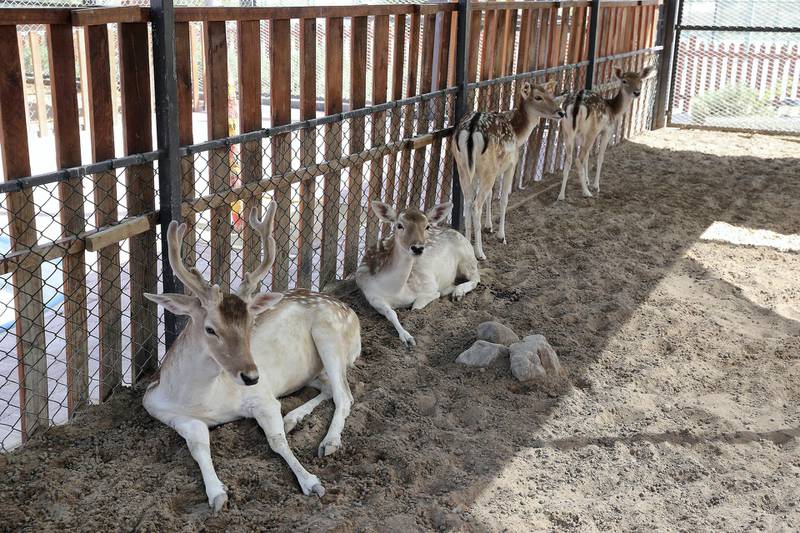 DUBAI, UNITED ARAB EMIRATES , October 26– 2020 :- Deers at the pet farm at the DAMAC Hills in Dubai. (Pawan Singh / The National) For News/Online/Stock. Story by Nick Webster