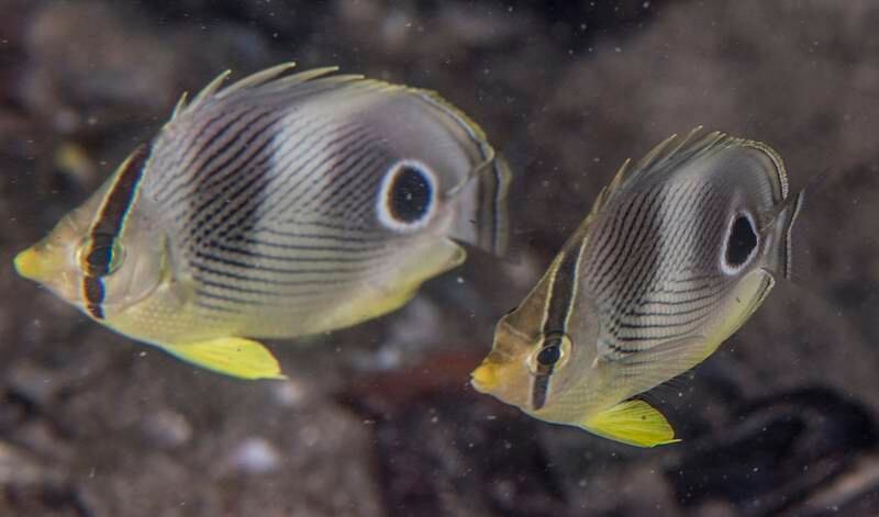 You might spot a four-eye butterflyfish while snorkeling. Photo: Susanna Pershern / National Parks Service