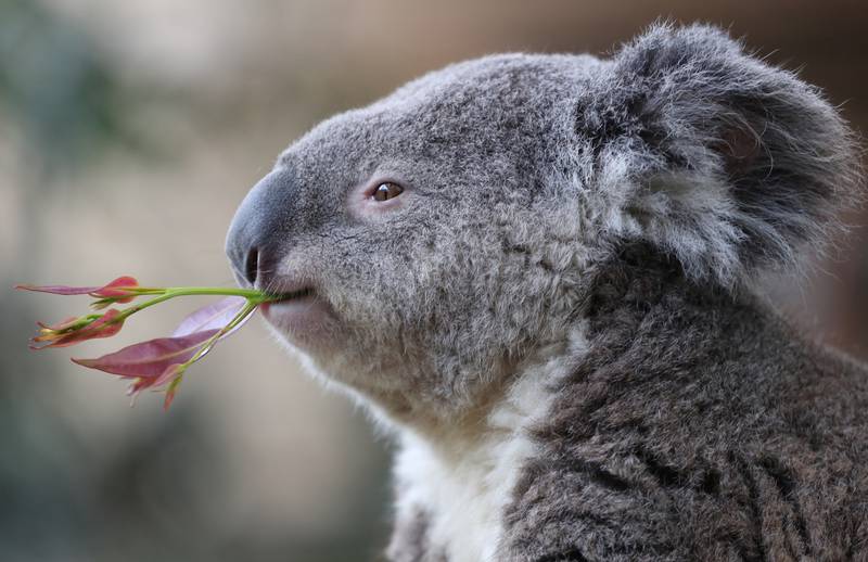 Koala bear Buddy eats eucalyptus at the Pairi Daiza wildlife park, a zoo and botanical garden in Brugelette, Belgium August 2, 2019. REUTERS/Yves Herman
