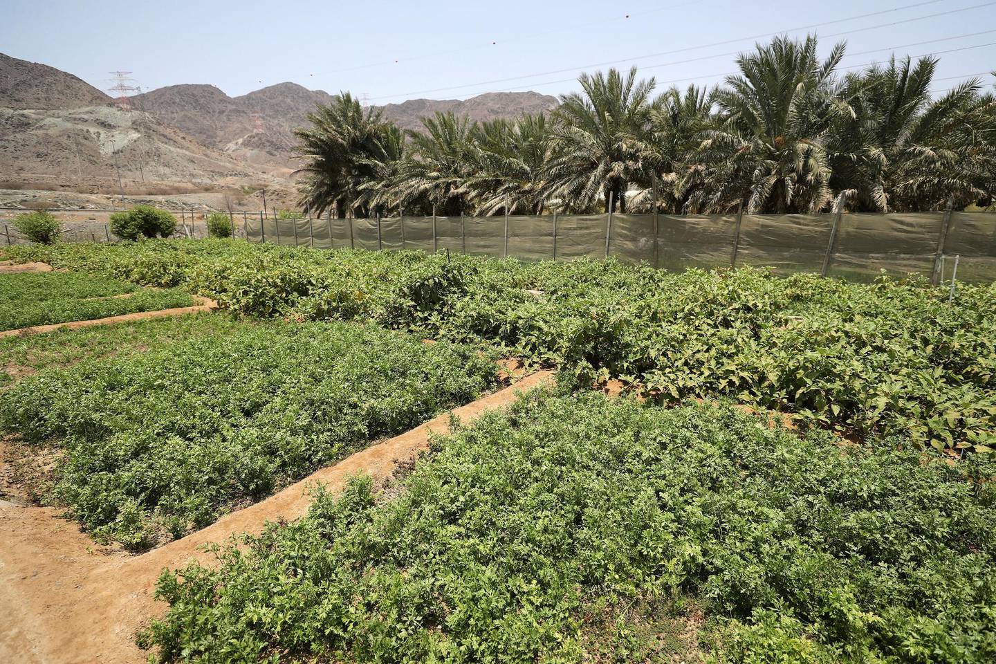 Fujairah, United Arab Emirates - June 23rd, 2018: Rashid Obaid, an Emirati farm owner. Low revenue and high costs due to lack of water prevent many farmers from growing fruits and vegetables. Saturday, June 23rd, 2018 in Al Bithnah, Fujairah. Chris Whiteoak / The National