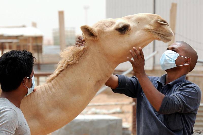 Saudi Arabia has urged its citizens and foreign workers to wear masks and gloves when dealing with camels as health experts said the animal was the likely source of the Middle East Respiratory Syndrome coronavirus. Fayez Nureldine / AFP