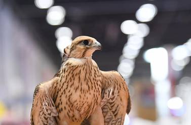 Falcons have a long heritage in Bedouin culture and were once used to catch food. Courtesy: Adihex