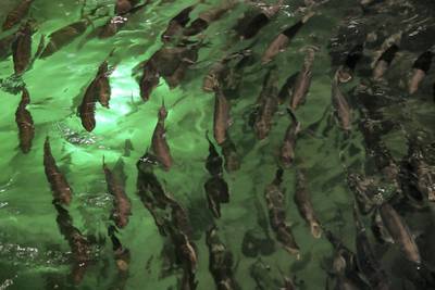 DUBAI , UNITED ARAB EMIRATES , March 27 – 2019 :- Salmon fishes at the Fish Farm in Jebel Ali Free Zone in Dubai. ( Pawan Singh / The National ) For Business/Instagarm/Big Picture. Story by Sarah