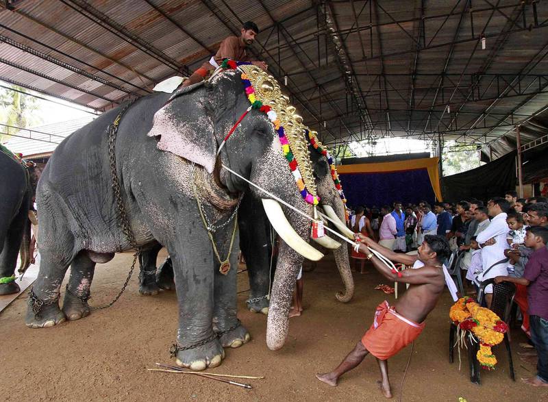 A mahout tightens a rope as he drapes a caparison over an elephant's head during the annual Onam festival. Photo: Reuters