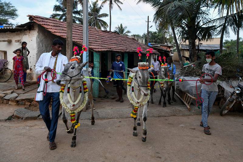 Villagers march along with their cattle through a village in Bangalore. AFP
