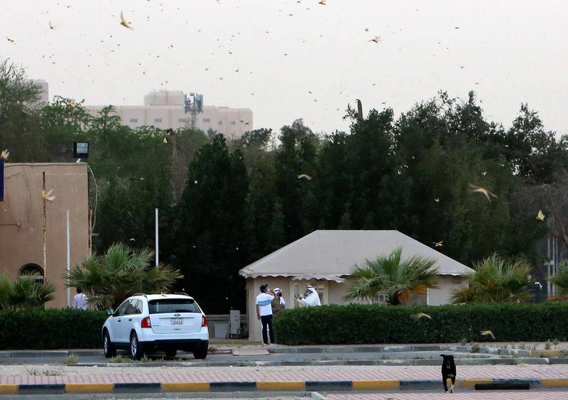 Swarms of desert locusts were blown towards Kuwait City by strong winds. The authorities said only a small number of the insects arrived. AFP