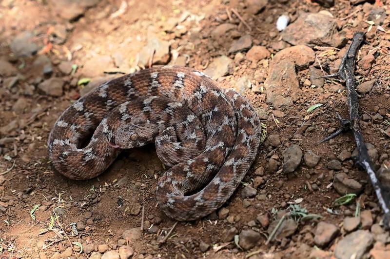 A Carpet viper rests on the ground in the Kenyan Rift Valleys of the Baringo county, which bears one of the highest incidences of venomous snake attacks in Kenya, on February 22, 2019. (Photo by TONY KARUMBA / AFP)