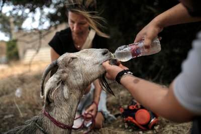 A volunteer of 'Empty the Cages' animal rescue team gives water to a goat that was severely injured during a wildfire on the outskirts of Athens. EPA