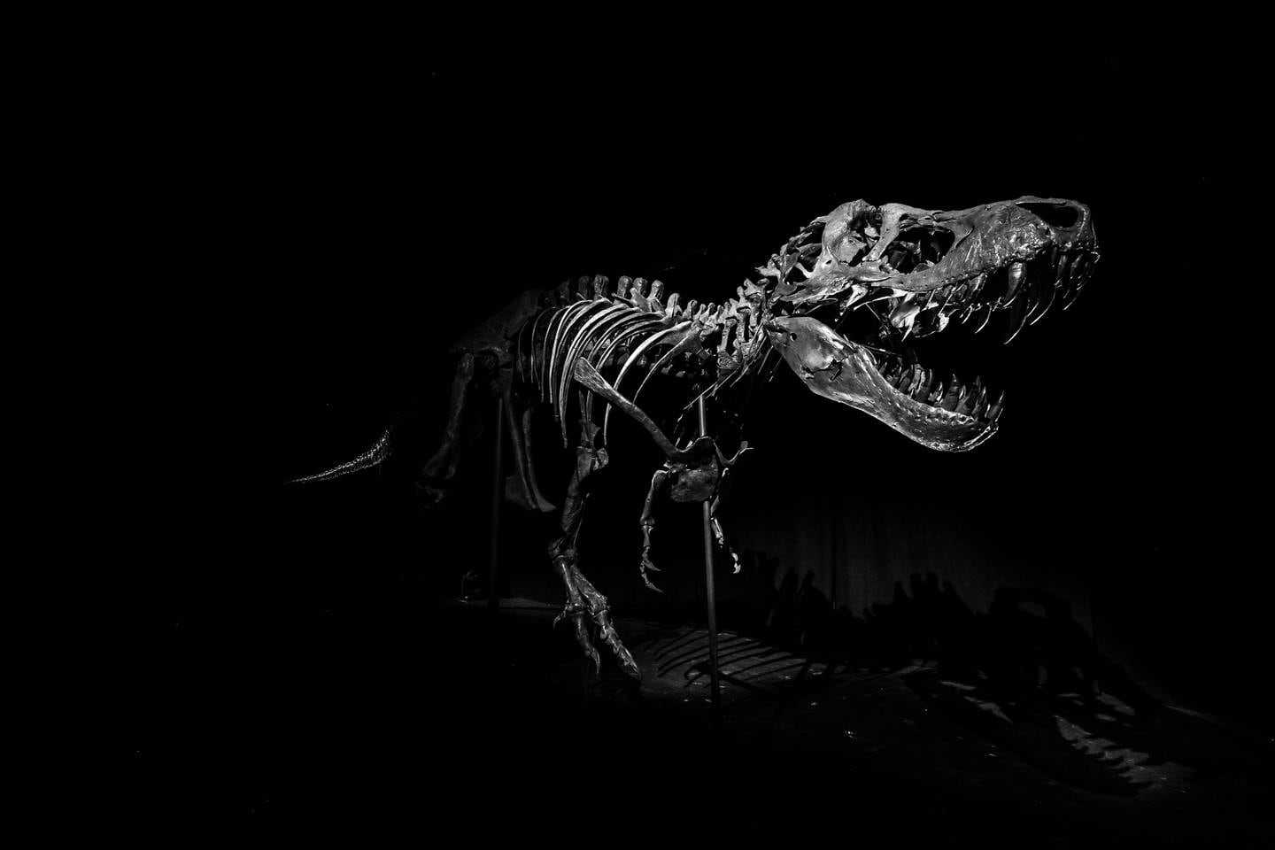 The world-famous 'Tyrannosaurus rex' fossil 'Stan' will be among the museum's highlights. Photo: DCT – Abu Dhabi