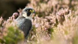 Bahrain’s royal family set to open falcon breeding farm in UK