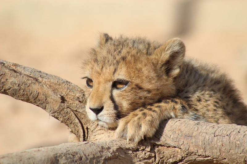 Cheetahs are mostly removed from the wild in the Horn of Africa to supply the illegal pet trade. Photo: Cheetah Conservation Fund