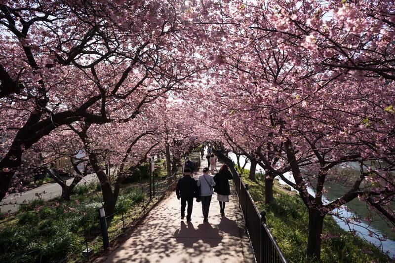 Tourists walk under cherry trees in bloom in Kawazu. UAE residents can now travel to Japan on an eVisa. Getty Images