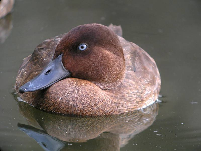 The world’s rarest duck, the Madagascar pochard, is on the rise thanks to a major conservation effort backed by the Mohamed bin Zayed Species Conservation Fund. Wam  
