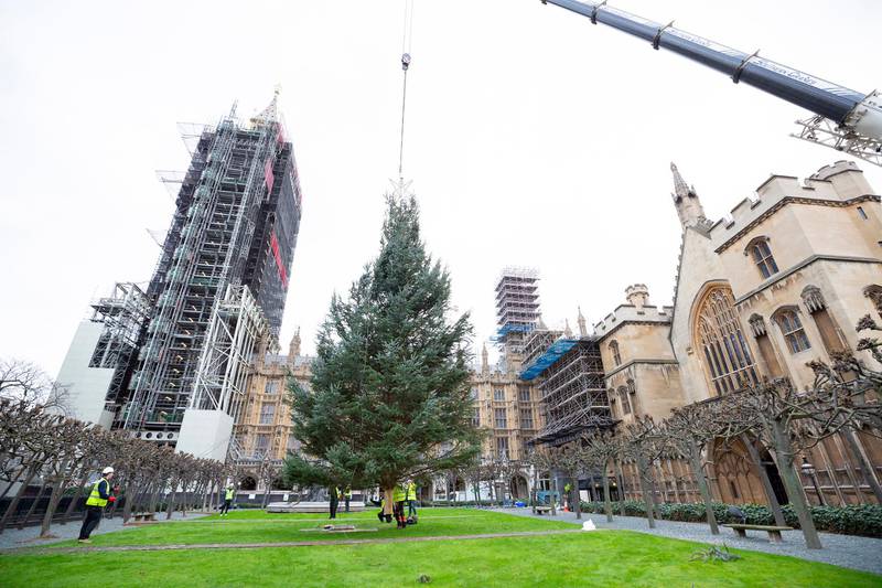 Parliament's annual Christmas tree, donated by Forestry England from Kielder Forest, during the installation in the grounds of the Palace of Westminster in London. EPA