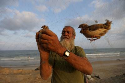 A Palestinian man takes out a quail from a net after catching it on a beach in the southern Gaza Strip. Reuters