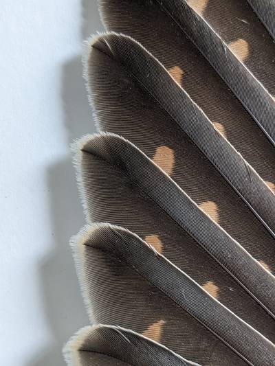 The feathers of the Eurasian Kestrel, one of 188 bird species documented by the virtual repository so far.