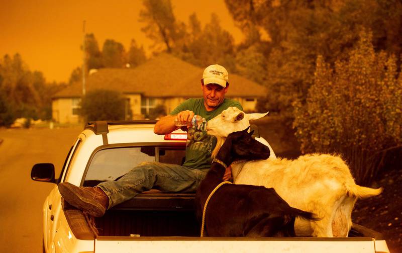 Mark Peterson, who lost his home in the Carr Fire, gives water to goats that survived the blaze on Friday, July 28, 2018, in Redding, Calif. Peterson. AP Photo / Noah Berger