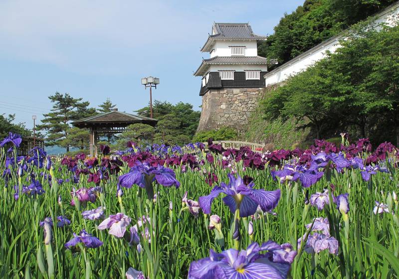 Iris at Omura Flower Festival. Courtesy www.visit-nagasaki.com 