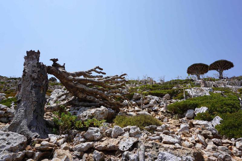 The broken trunk of a Dragon’s Blood Tree at Homhil in the northeast of the Yemeni island of Socotra attests to storms that batter the Indian Ocean archipelago. AFP