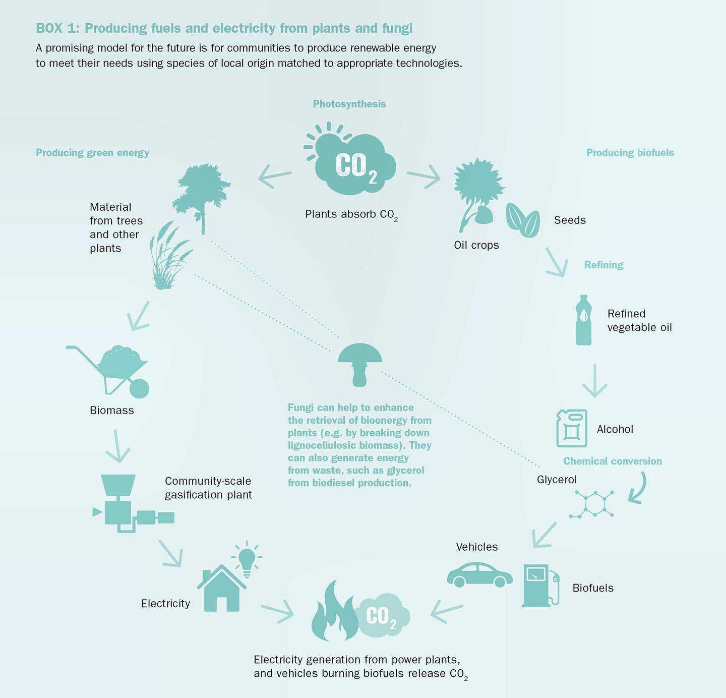 A graphic displaying how plants and fungi can help produce bioenergy.