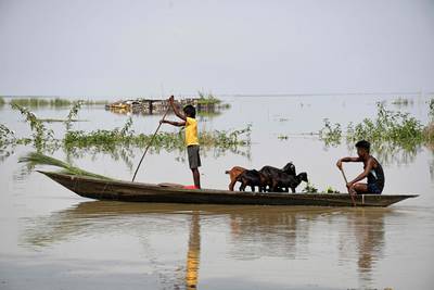 Young boys ferry cattle on a boat in a flood-affected village in Marigaon, India. AFP
