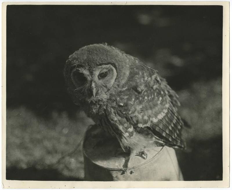 See the exhibition Sand, featuring works by artists including Daniel Gustav Cramer (pictured, a detail of Owl). Grey Noise
