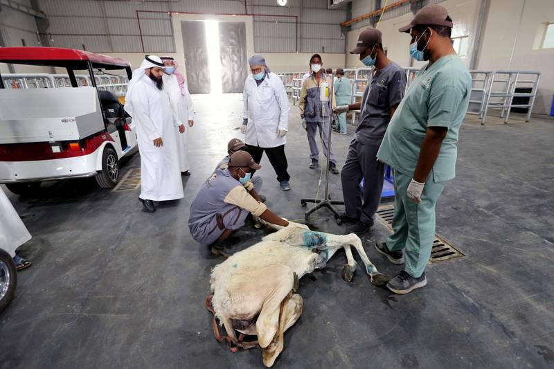 A veterinarian looks on as his assistants provide insulin to a baby camel at The Salam Veterinary Hospital. Courtesy: Reuters