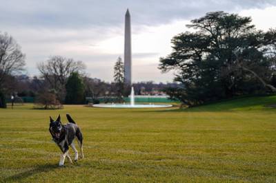 Major, one of the family dogs of US President Joe Biden and First Lady Jill Biden, explores the South Lawn after his arrival from Delaware. Reuters