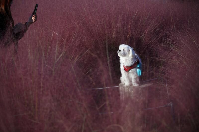 A woman takes photographs of her dog in a pink muhly grass field at a park in Hanam, South Korea, October 12, 2022.  REUTERS / Kim Hong-Ji     TPX IMAGES OF THE DAY