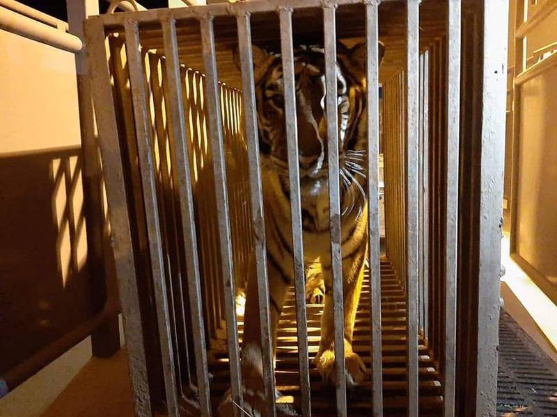 A 17 year-old female tiger is seen in a cage at the border crossing in Korczowa, Poland. AFP