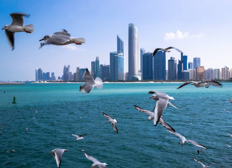 Seagulls in flight on a cool and windy morning at the Corniche UAE Flag area in Abu Dhabi. Victor Besa  / The National