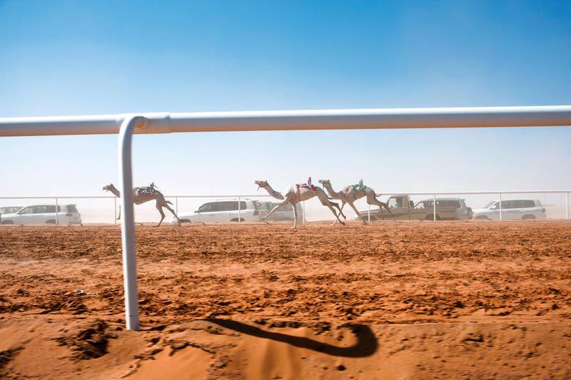 Camels are running a 4km race.