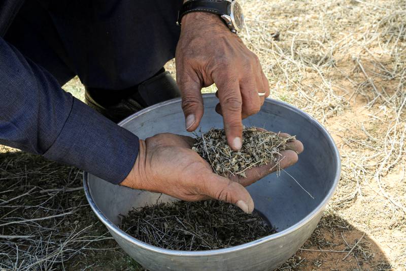 The trees produce seeds only as they become drier. Current conditions have provided the seeds to plant 250,000 drought-resistant saxauls in the region.