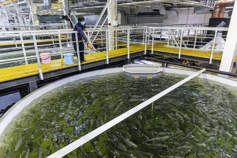 AJMAN, UNITED ARAB EMIRATES. 07 APRIL 2021. fish Farm is a indorr farm for rasing salt water fish for local consumption located in Jebel Ali. Fish Farm LLC was incorporated in 2013 with the focus on marine fish breeding and hatchery to support the local aquaculture industry and reduce the dependency on the foreign imported fish. (Photo: Antonie Robertson/The National) Journalist: Janice Rodrigues. Section: National.
