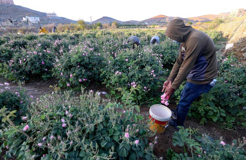 A worker at the Bin Salman farm picks Damascena roses to produce rose water and oil. AFP