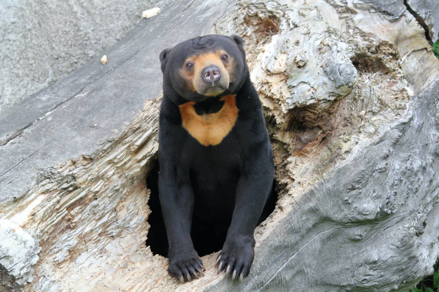 Sun bears are only found in some parts of South-East Asia, and are now classified as 'vulnerable'. Unsplash
