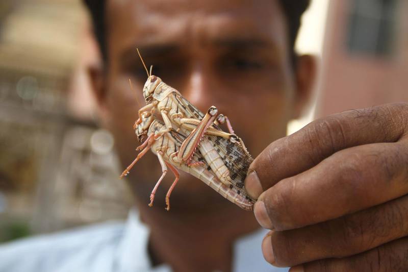 A man holds Locusts in Hyderabad, Pakistan. EPA