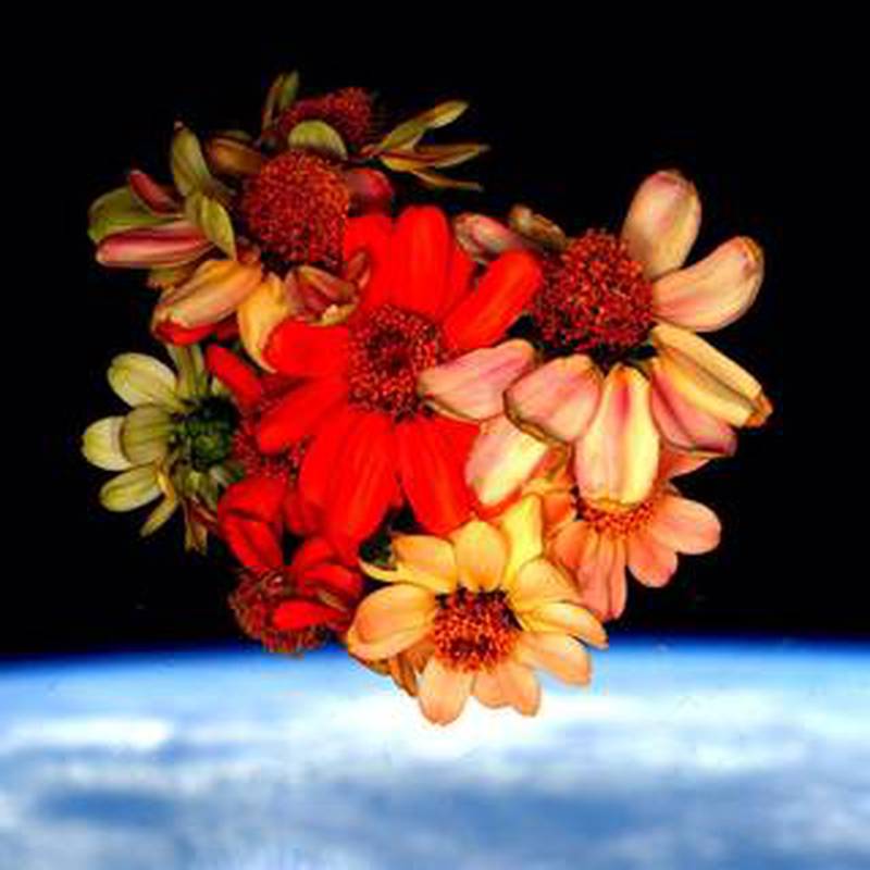 Zinnia flowers were grown on the space station by Nasa researchers. Photo: Nasa