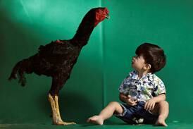 Varapau, an Indian Giant Urubu rooster. Reuters