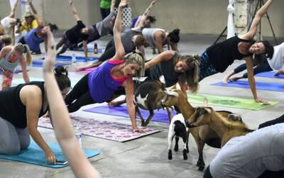 DENVER, CO - JULY 23:  Excited yogi Liz McKenney, middle, reacts to the goats as they walk around the yoga floor during goat yoga at the Denver County Fair on July 23, 2017 in Denver, Colorado. 236 yogis turned out to do yoga with 52 goats inside the Stadium Arena in the Expo Hall of the National  Western Stock Show complex. The goats are owned by Sydney Burt of Mountain Country Nigerians, located in Bennett. Nigerian dwarf goats are quality milkers, show stoppers and great pets. Many of the goats enjoyed being held after the yoga class. (Photo by Helen H. Richardson/The Denver Post via Getty Images)