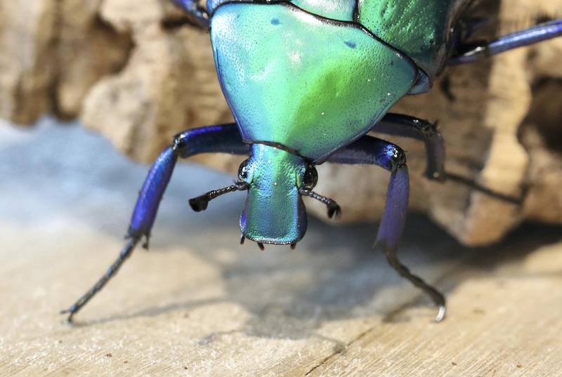 Dubai, United Arab Emirates - July 03, 2019: Flower beetle. The Green Planet for Weekender. Wednesday the 3rd of July 2019. City Walk, Dubai. Chris Whiteoak / The National