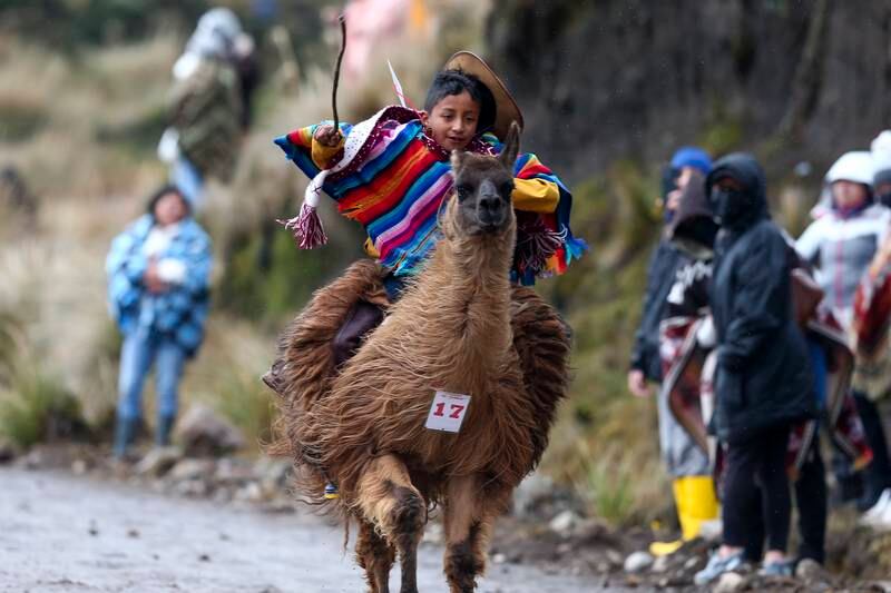 Erick Javier Chicaiza, nine, with his llama 'Rayo McQueen'